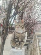 Top Miyun
