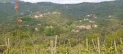 Top Moneglia