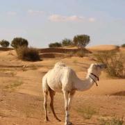 Top Merzouga Top Merzouga