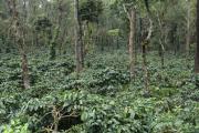 Top Madikeri