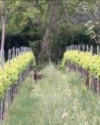 Top Barbarano Vicentino