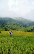 Top Tả Van