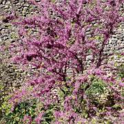 Top Cabrières-dʼAvignon