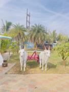 Central villa by vimla farm