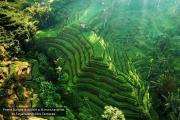 Top Ubud