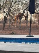 Top Marloth Park