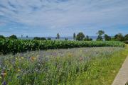 Top Westerholz