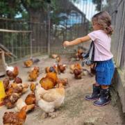 The Tree Cabins Quinta Pavo Real by AcoModo