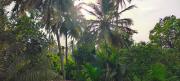 Top Diveagar