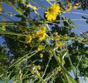 Top Barraca de Aguas Vivas