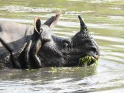 Top Sauraha