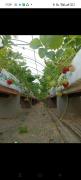 Nuwara Eliya Holiday strawberry home