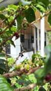 Bambito´s Café & Hostel