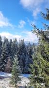 Forest Huts