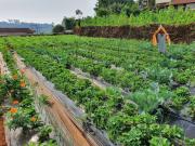 Top Mahabaleshwar