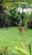 Top Kuranda