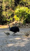 Top Kuranda