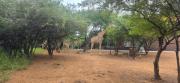 Top Marloth Park
