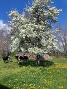 Top Sankt Georgen im Schwarzwald