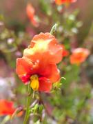 Top Huaraz