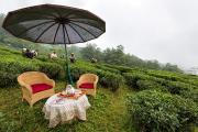 Top Darjeeling