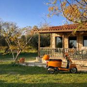 House Among Olive Trees Near the Sea