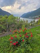 Top Pognana Lario
