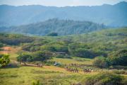 Top Kahuku
