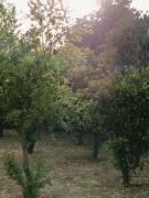 Top Olbia