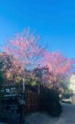 Simplewoods Homestay in Da Lat