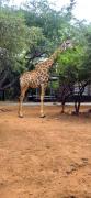 Top Marloth Park