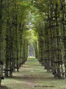 Top Levico Terme
