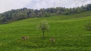 Top Kehrsiten