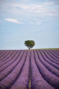 Top Valensole
