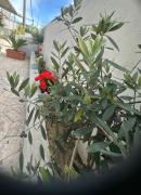 Top Alepou