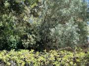 Top Forio di Ischia