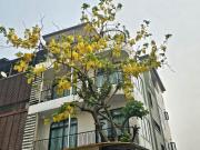 Serene Residence