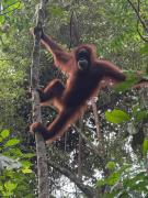 Top Bukit Lawang