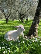Top Castel Giorgio