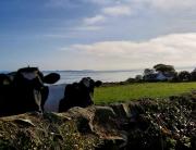 Top Whithorn