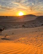Sahara wild camping