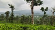 Vythiri Gold Resort By ZOMESTAY