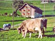 Top Flumserberg