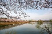 Top Suwon
