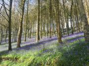 Top Ansty