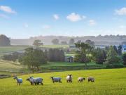 Top Ansty