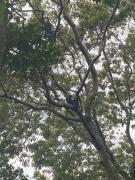 Top Tetebatu