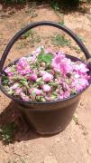 Top Bou Tharar