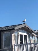 Coastal Comfort at 168 juniper close