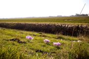 Top Nordstrand
